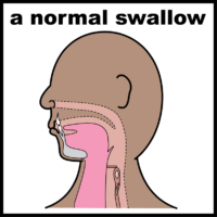 A normal swallow
