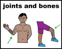 Joints and bones
