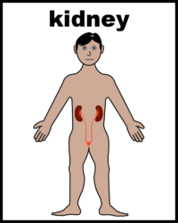 Kidney