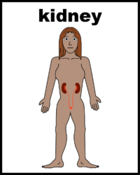 Kidney V2