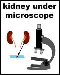 Kidney under microscope