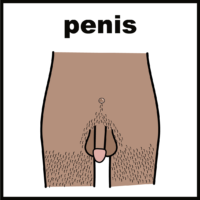 Penis