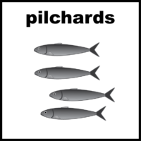 Pilchards