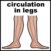 blood flow circulation in legs and feet