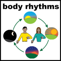 body rhythms