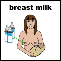 breast milk