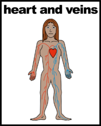 heart and veins V3