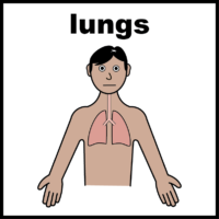 lungs