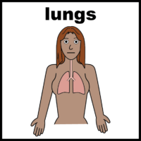 lungs V2