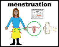 menstruation
