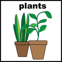 plants indoor
