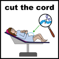 pregnancy cut the cord