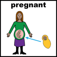 pregnant V3