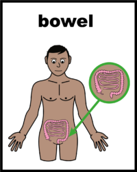 bowels