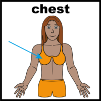 chest-V2