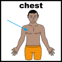 chest V3