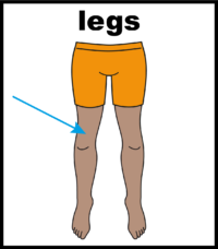 legs