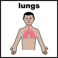 Lungs V3