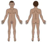 male body map