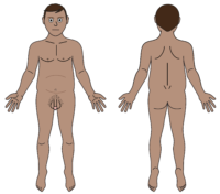 male body map V2
