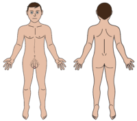 male body map light skintone