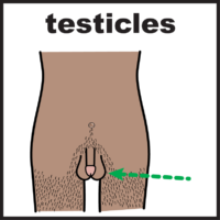 Thumbnail for Testicles 