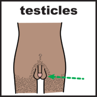 testicles