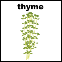 thyme fresh