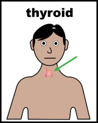 thyroid