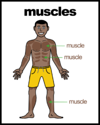 muscles