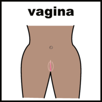 vagina without hair