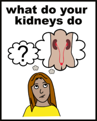 what do your kidneys do