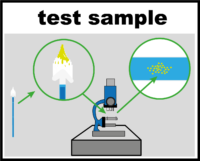 smear test sample