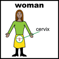 woman cervix V2